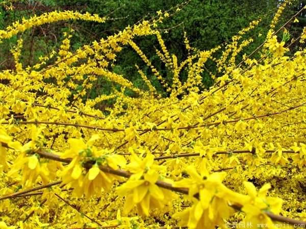 沭陽的連翹市場 沭陽的連翹市場