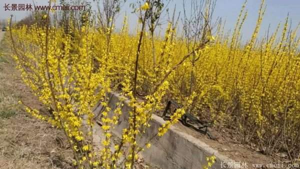 沭陽連翹基地 沭陽連翹基地
