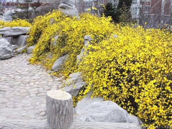 沭陽連翹基地 沭陽連翹基地