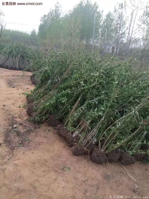 沭陽連翹的價格 沭陽連翹的價格