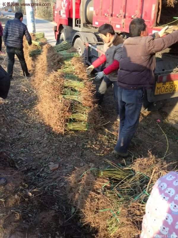 沭陽連翹花 沭陽連翹花