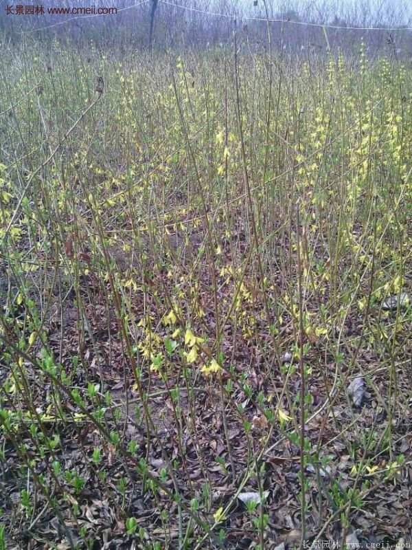 沭陽連翹花 沭陽連翹花