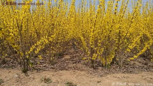 沭陽連翹花 沭陽連翹花