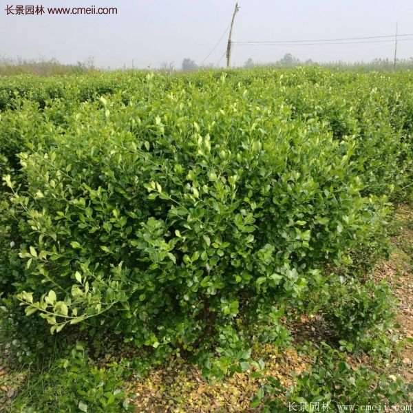 沭陽衛(wèi)矛球 沭陽衛(wèi)矛球