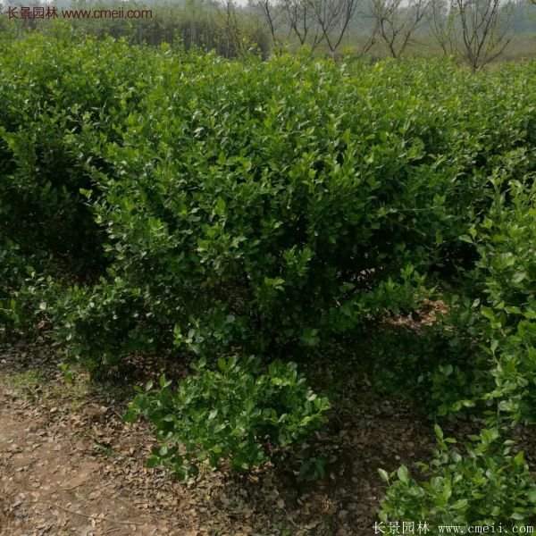 沭陽衛(wèi)矛球 沭陽衛(wèi)矛球