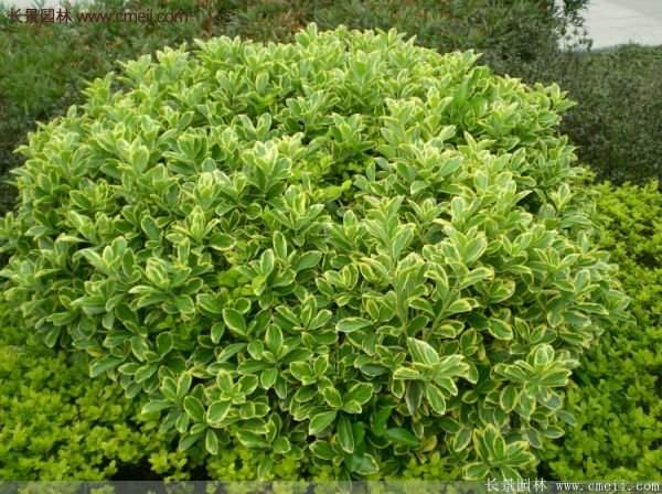 沭陽金邊黃楊規格 沭陽金邊黃楊規格