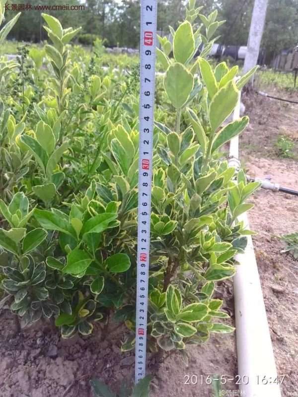 沭陽金邊黃楊規格 沭陽金邊黃楊規格