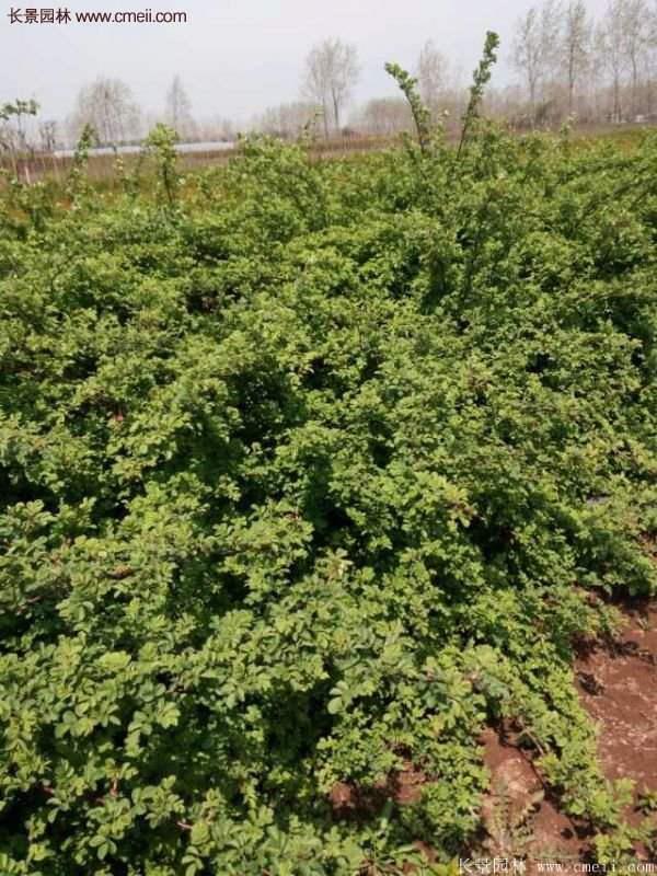 便宜的多花薔薇去哪買？