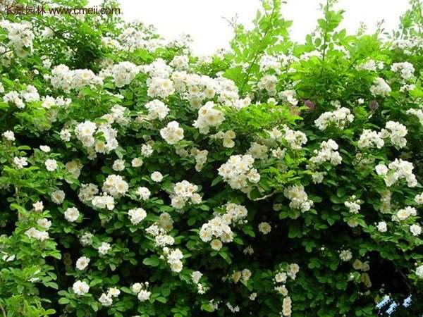 便宜的多花薔薇去哪買？