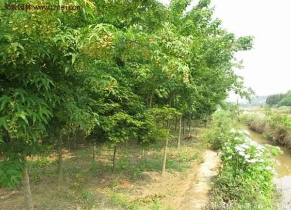 青楓樹苗產(chǎn)地都有哪些地方？