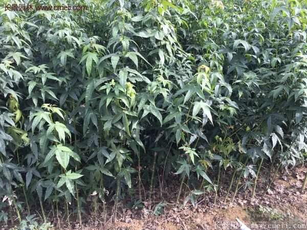 青楓樹苗產(chǎn)地都有哪些地方？