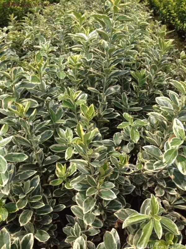 沭陽金邊黃楊價格 沭陽金邊黃楊價格