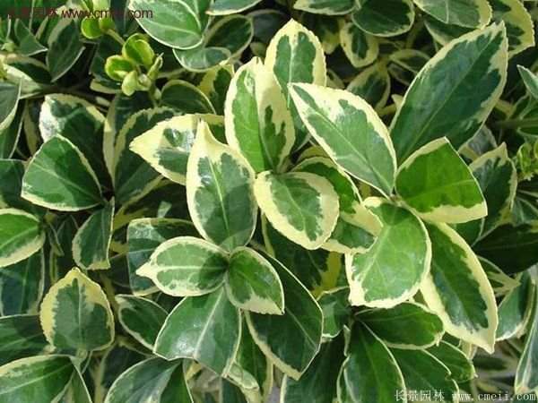 沭陽金邊黃楊 沭陽金邊黃楊