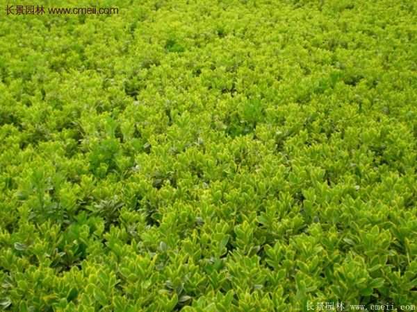 沭陽金邊黃楊的苗價 沭陽金邊黃楊的苗價