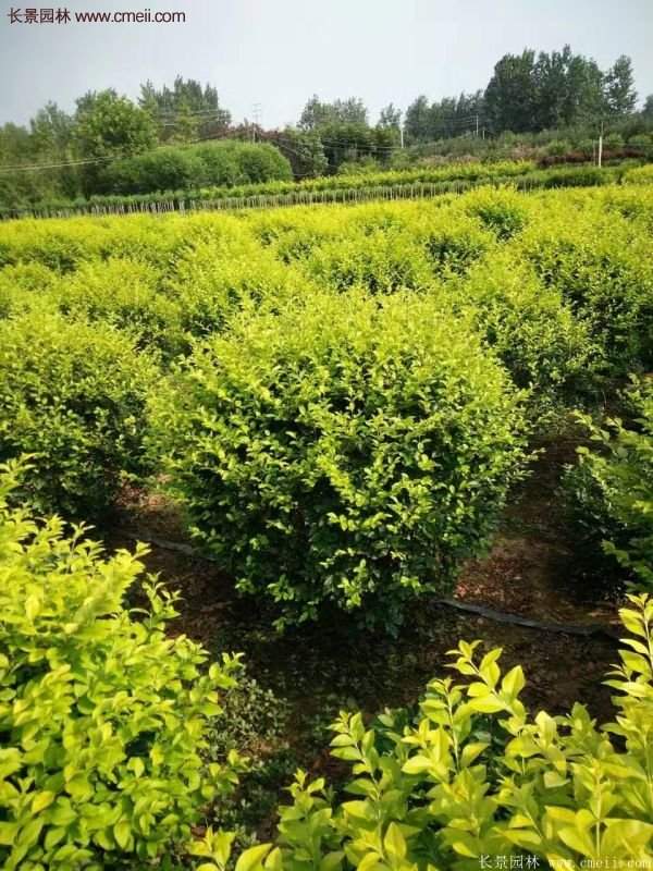 沭陽基地的金葉女貞 沭陽基地的金葉女貞