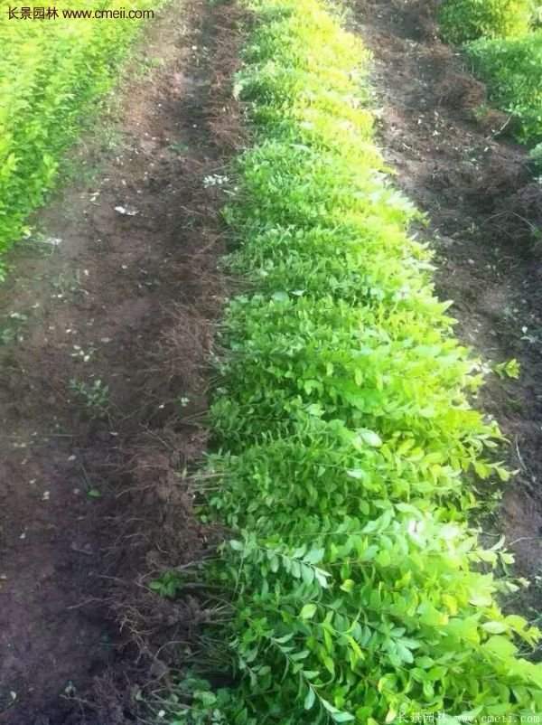 金葉女貞供應(yīng)基地 金葉女貞供應(yīng)基地