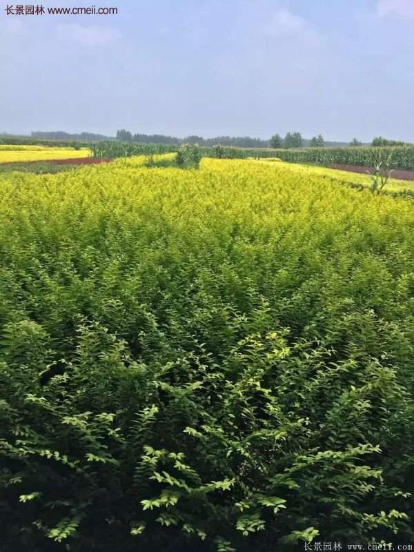 金葉女貞供應(yīng)基地 金葉女貞供應(yīng)基地