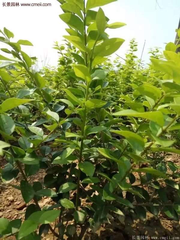 金葉女貞供應(yīng)基地 金葉女貞供應(yīng)基地