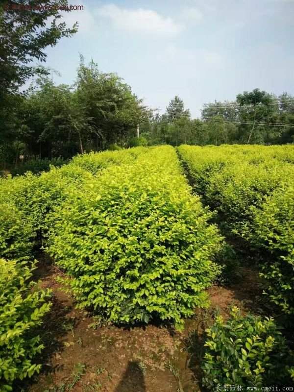 金葉女貞供應(yīng)基地 金葉女貞供應(yīng)基地