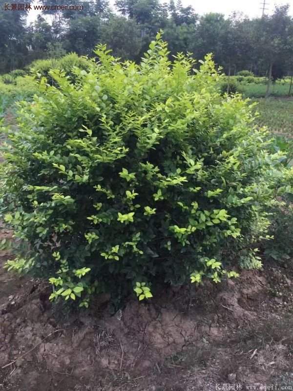 金葉女貞供應(yīng)基地 金葉女貞供應(yīng)基地