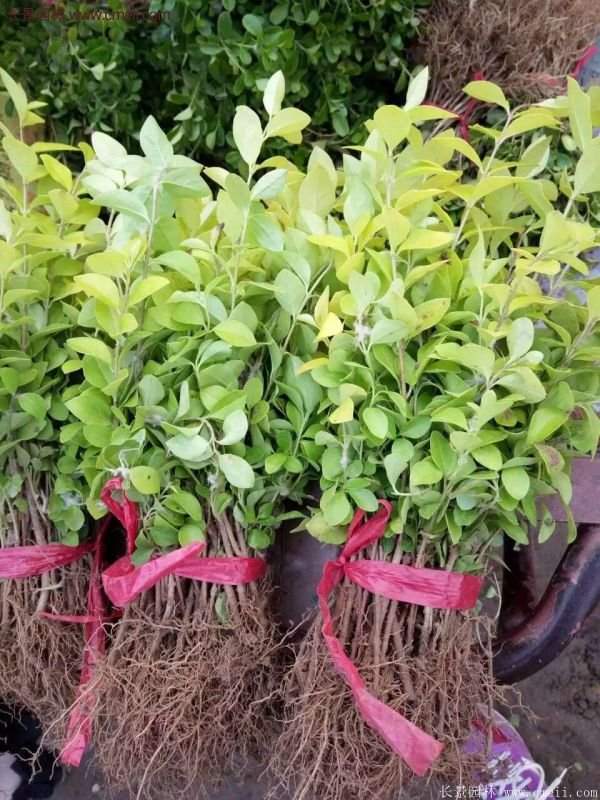 金葉女貞容器苗 金葉女貞容器苗