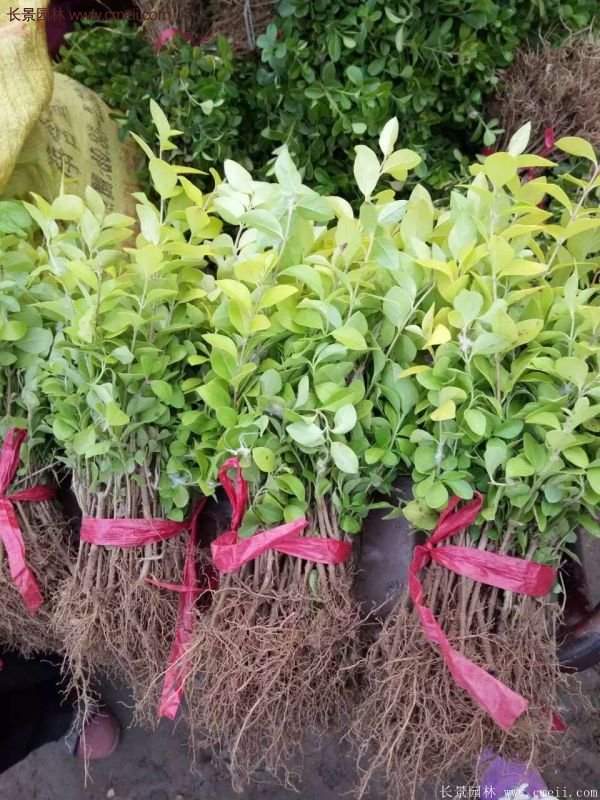 金葉女貞種植方法 金葉女貞種植方法