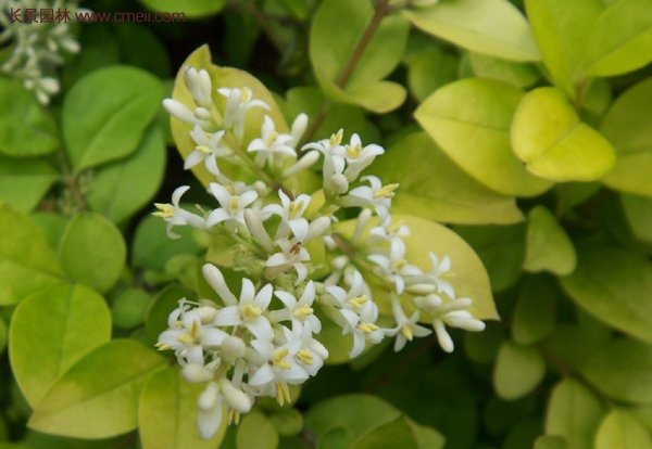 金葉女貞基地 金葉女貞基地