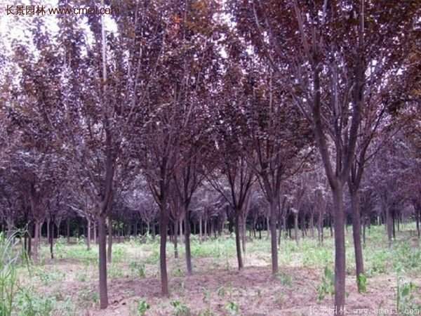 紫葉李批發基地,