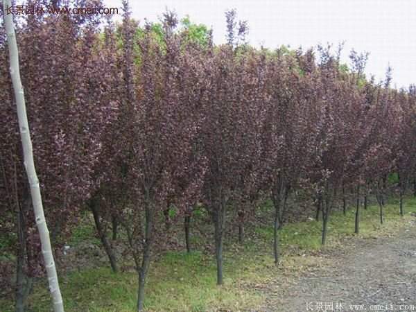 紫葉李批發基地,