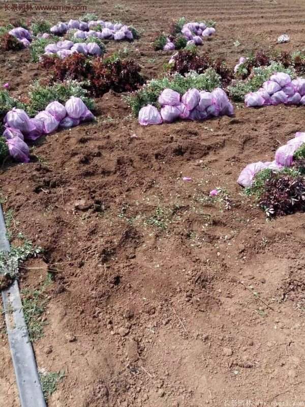 沭陽(yáng)紅葉小檗