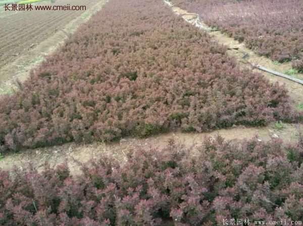 沭陽基地的紅葉小檗 沭陽基地的紅葉小檗