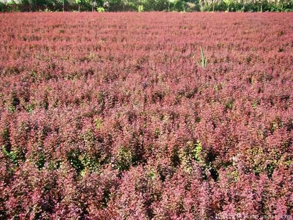 沭陽基地的紅葉小檗球 沭陽基地的紅葉小檗球