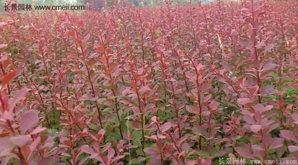 沭陽基地的紅葉小檗球 沭陽基地的紅葉小檗球