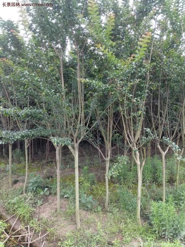 紫薇樹多少錢一棵?