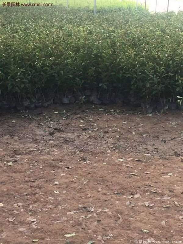 沭陽基地的紅葉石楠 沭陽基地的紅葉石楠