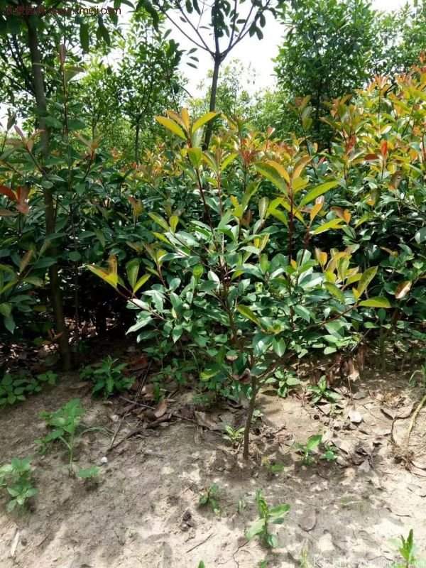 沭陽基地的紅葉石楠 沭陽基地的紅葉石楠