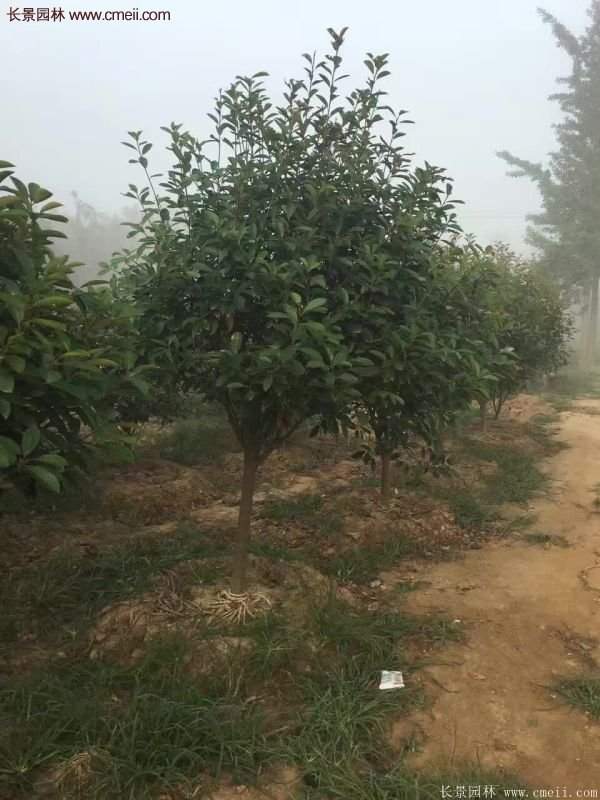 沭陽(yáng)基地的紅葉石楠球、高桿紅葉石楠