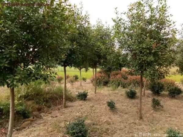 沭陽(yáng)基地的紅葉石楠球、高桿紅葉石楠