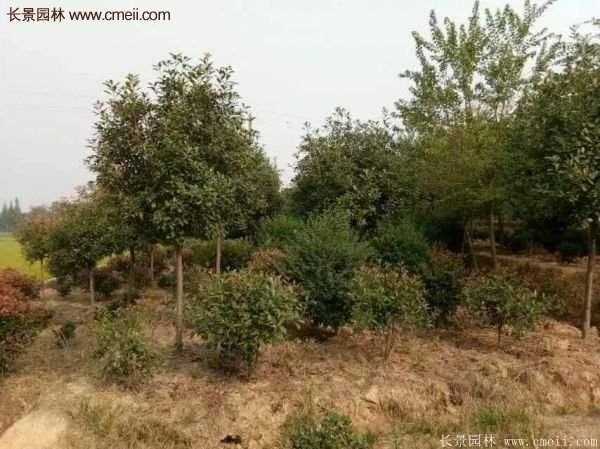 沭陽(yáng)基地的紅葉石楠球、高桿紅葉石楠