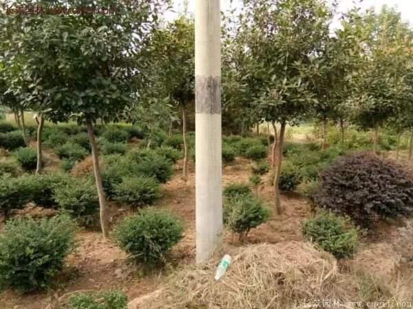 沭陽(yáng)基地的紅葉石楠球、高桿紅葉石楠