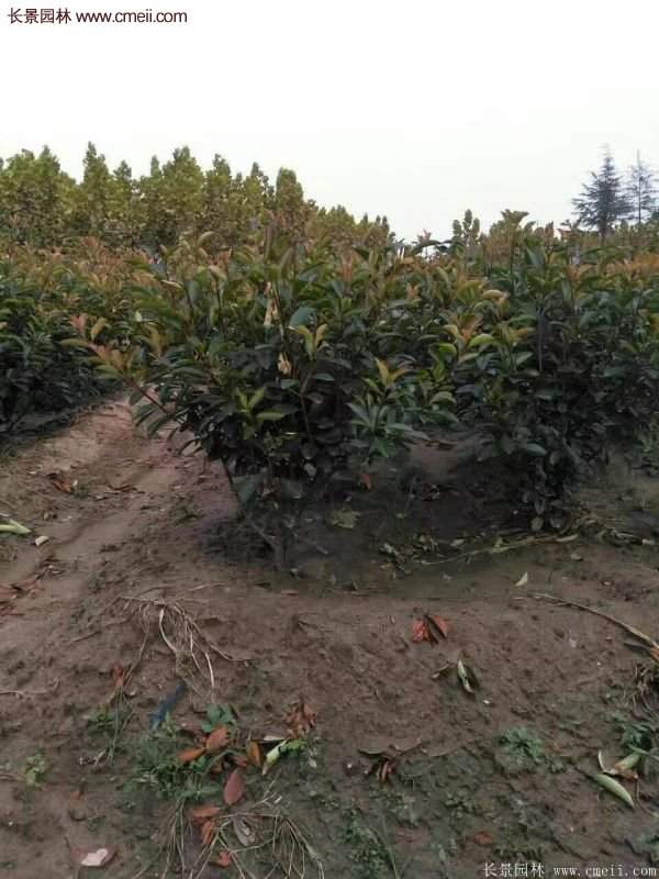 沭陽基地紅葉石楠各種規(guī)格的價格表 沭陽基地紅葉石楠各種規(guī)格的價格表