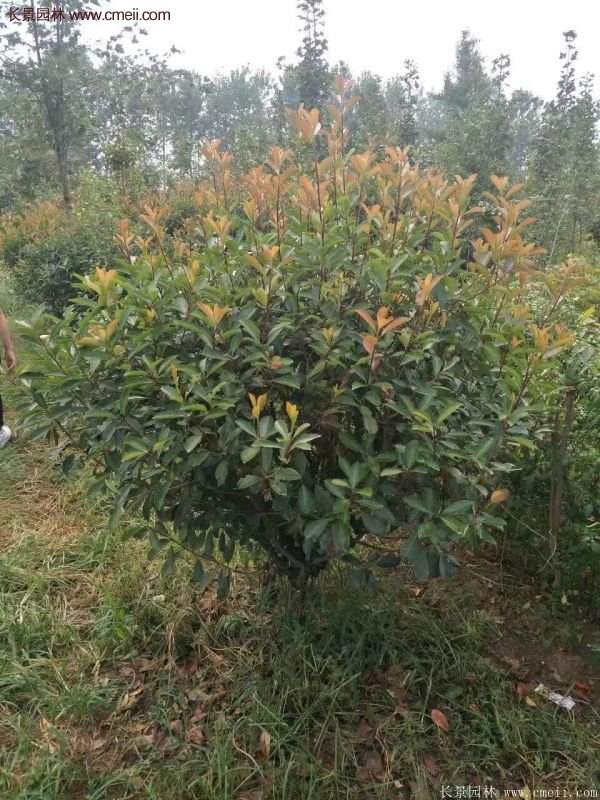 沭陽基地紅葉石楠各種規(guī)格的價格表 沭陽基地紅葉石楠各種規(guī)格的價格表