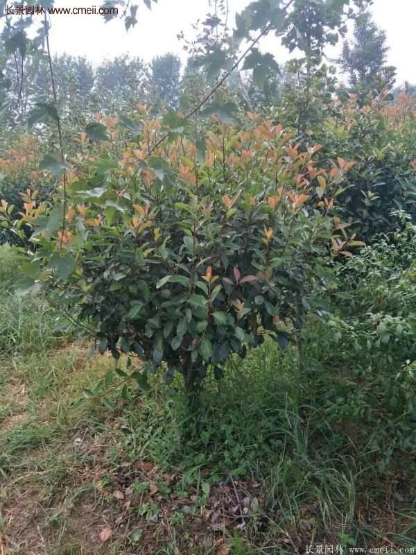 沭陽基地紅葉石楠各種規(guī)格的價格表 沭陽基地紅葉石楠各種規(guī)格的價格表