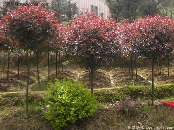 沭陽基地紅葉石楠各種規(guī)格的價格表 沭陽基地紅葉石楠各種規(guī)格的價格表
