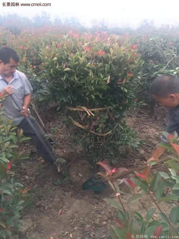 沭陽基地紅葉石楠各種規(guī)格的價格表 沭陽基地紅葉石楠各種規(guī)格的價格表