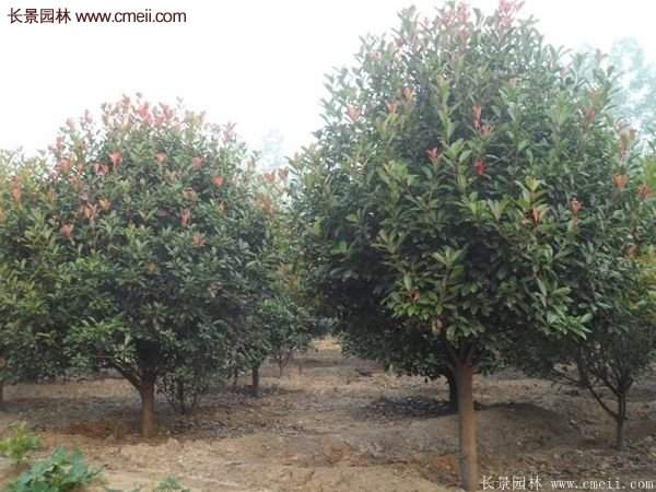 沭陽基地紅葉石楠各種規(guī)格的價格表 沭陽基地紅葉石楠各種規(guī)格的價格表