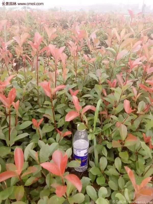 沭陽紅葉石楠的規(guī)格 沭陽紅葉石楠的規(guī)格