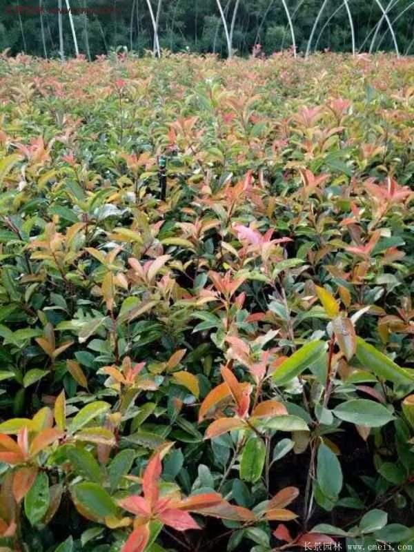 沭陽紅葉石楠的規(guī)格 沭陽紅葉石楠的規(guī)格