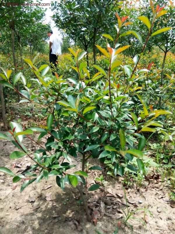 沭陽基地的紅葉石楠 沭陽基地的紅葉石楠