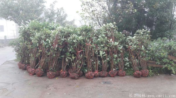 結香圖片基地實拍